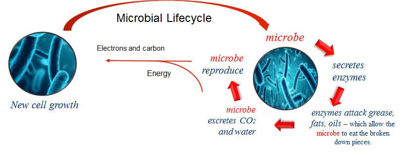 microbial-lifecycle